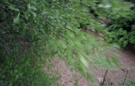 tree attacks drone